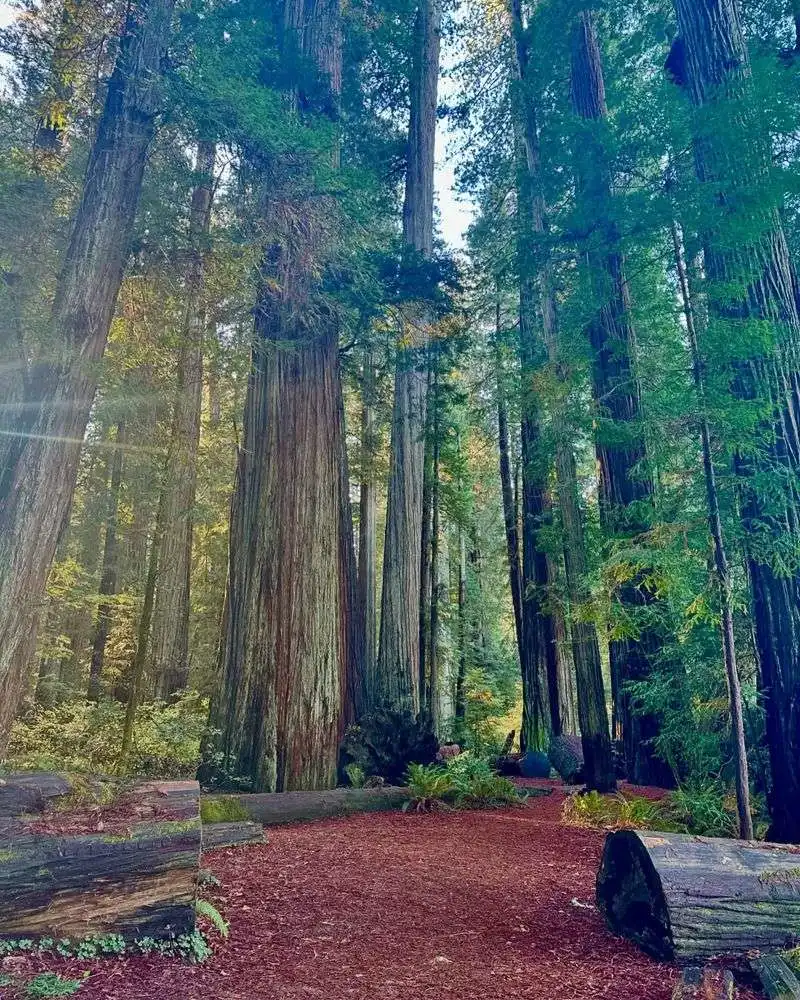 Redwood Groves in Jedediah Smith State Park, California