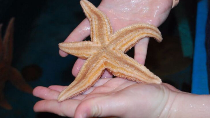 12 Classic Summer Activities for Kids in Bar Harbor, Maine (Lobsters, Lighthouses & More)