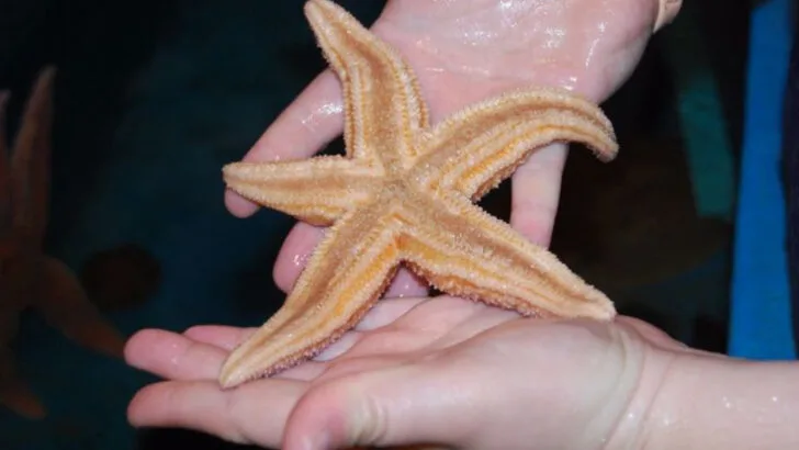 12 Classic Summer Activities for Kids in Bar Harbor, Maine (Lobsters, Lighthouses & More)