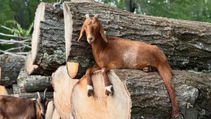 12 U.S. Farm Stays Where Kids Feed Goats While Parents Sip Coffee