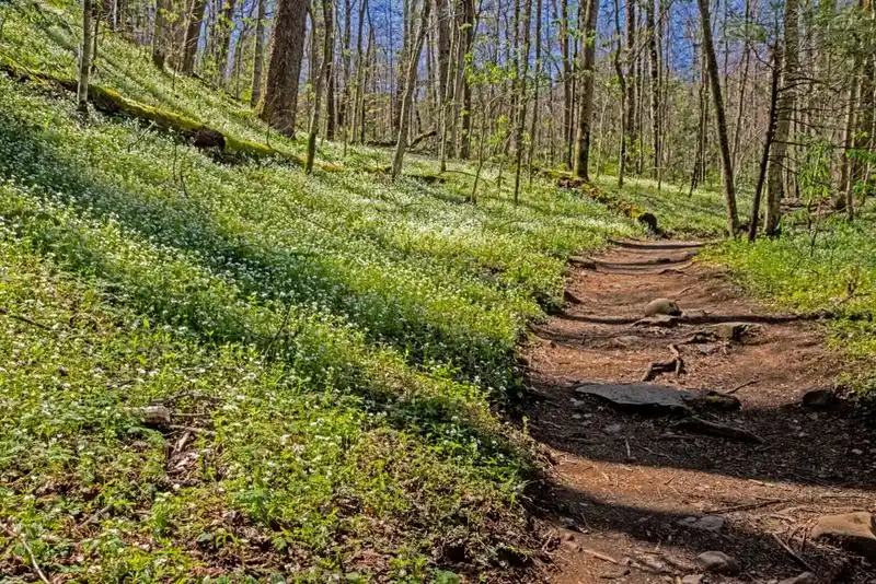 Stroll Among the Wildflowers in Great Smoky Mountains National Park