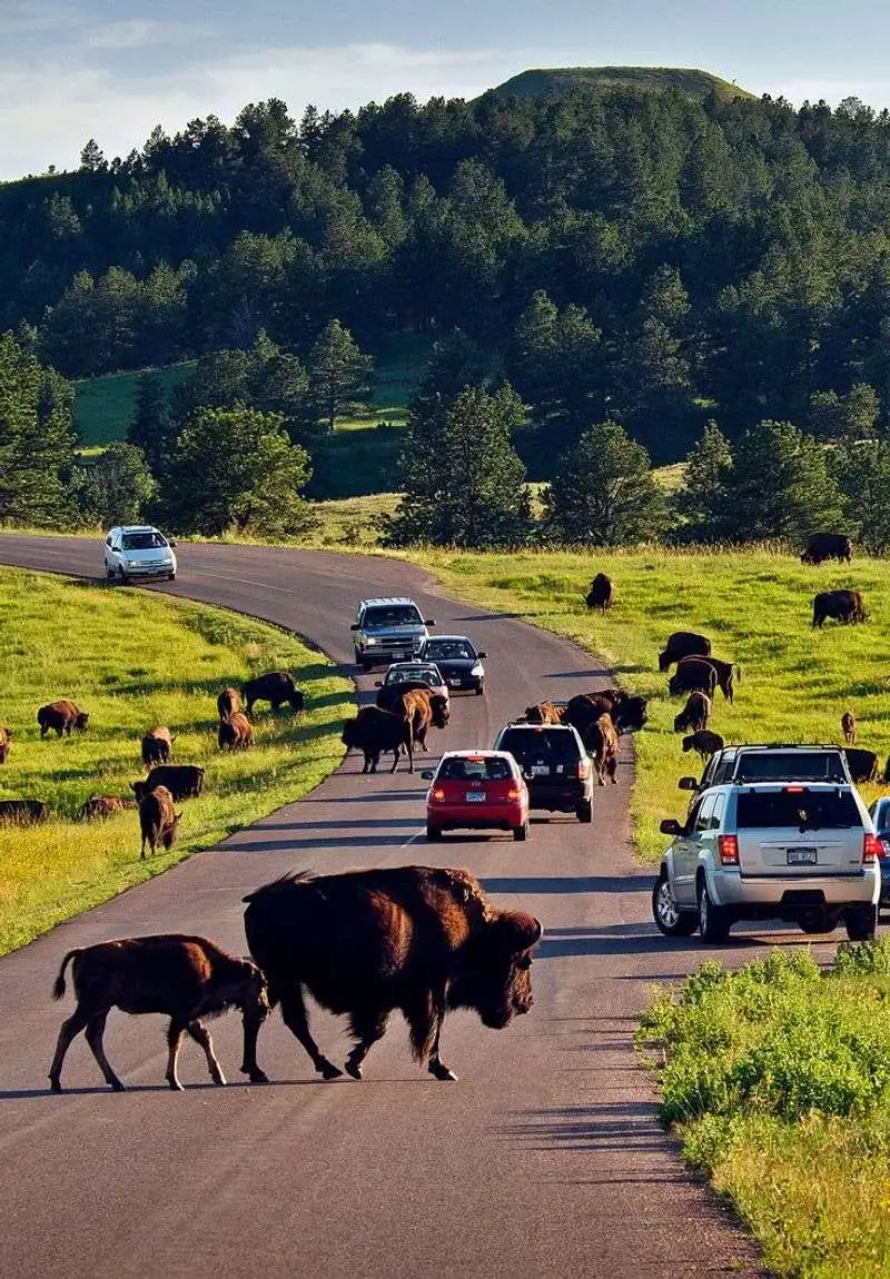 Custer State Park, South Dakota