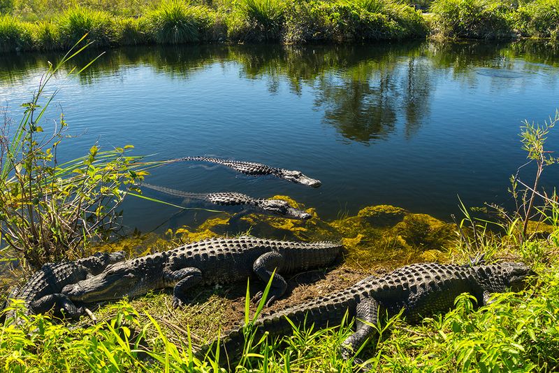 Everglades National Park