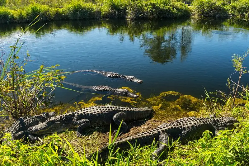 Everglades National Park