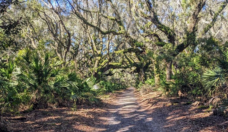 Cumberland Island, Georgia – Live Oaks and Wild Palms