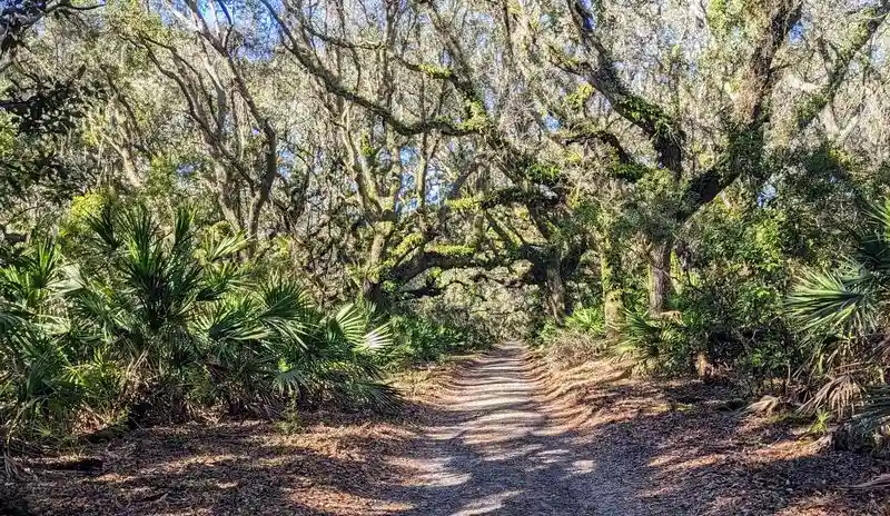 Cumberland Island, Georgia – Live Oaks and Wild Palms