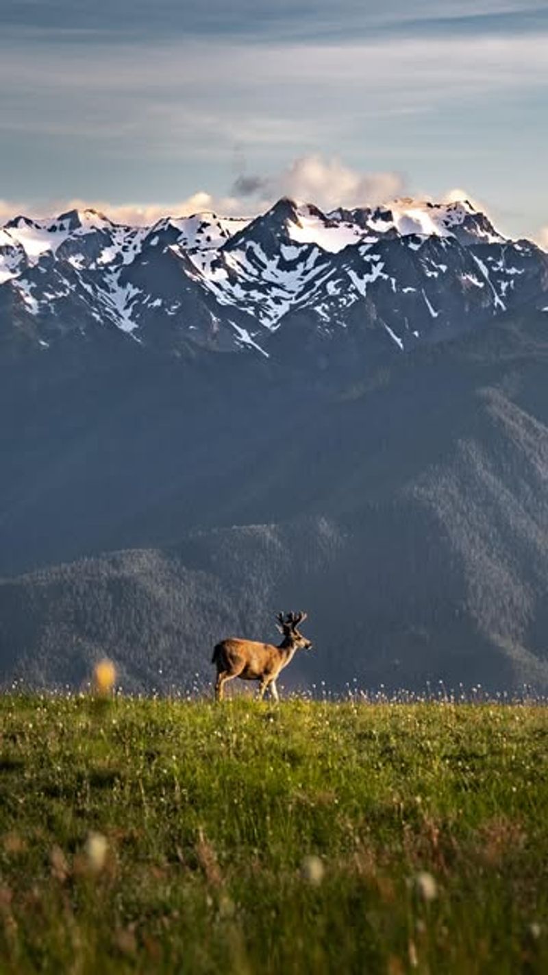 Hike to Hurricane Ridge
