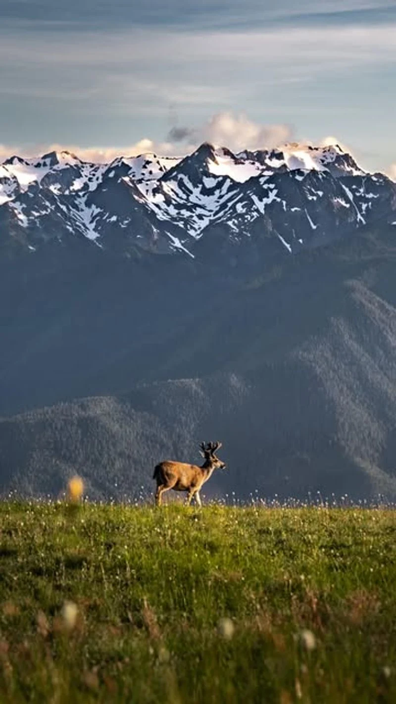 Hike to Hurricane Ridge