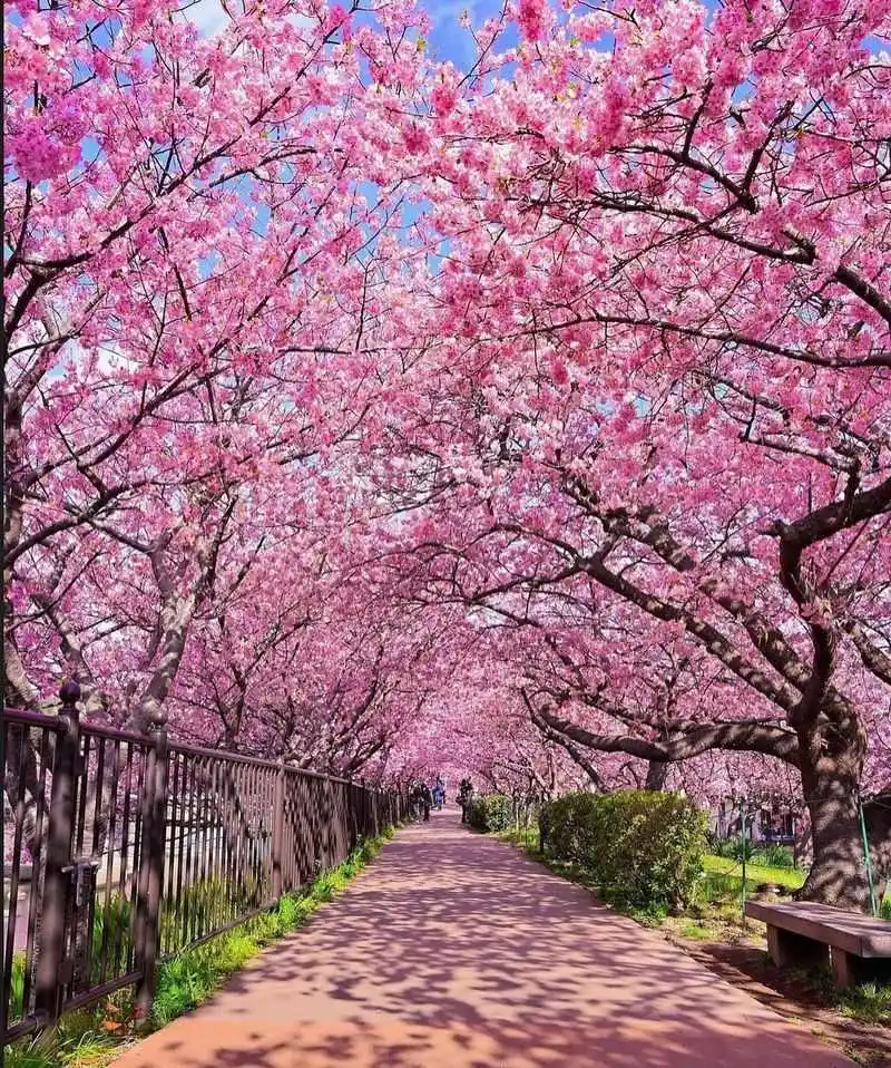 Cherry Blossoms (Sakura) – Don’t Shake the Branches for a Photo
