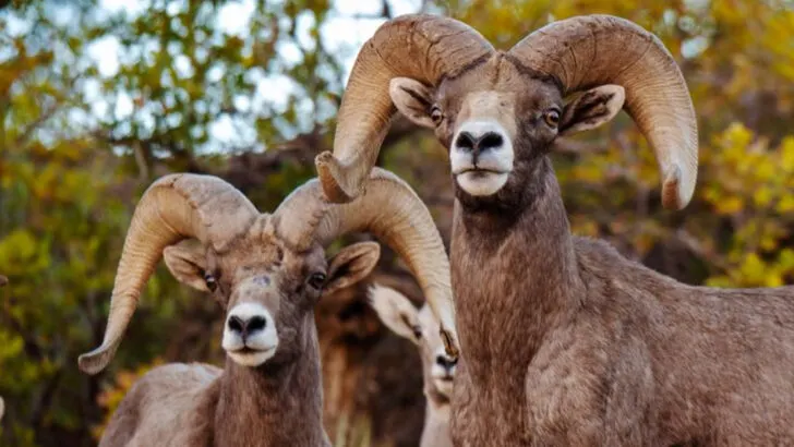 15 Fun and Memorable Things To Do in Zion National Park With the Whole Family