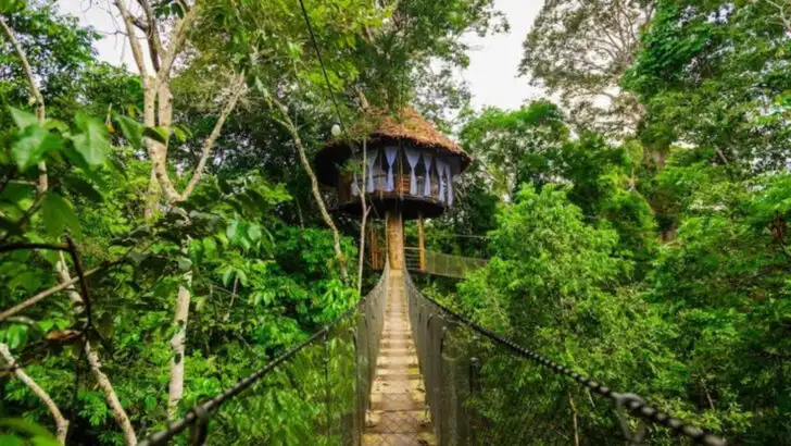 15 luxury treehouses that take forest escapes to the next level