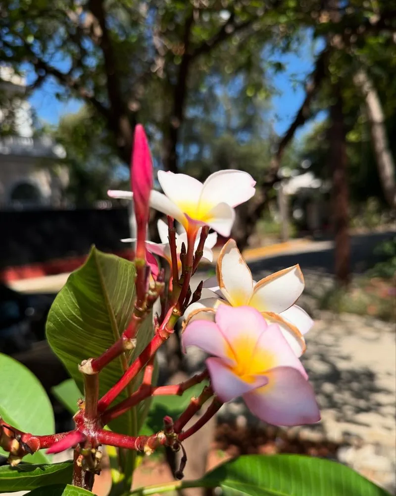 Colonial Courtyards with Frangipani Trees