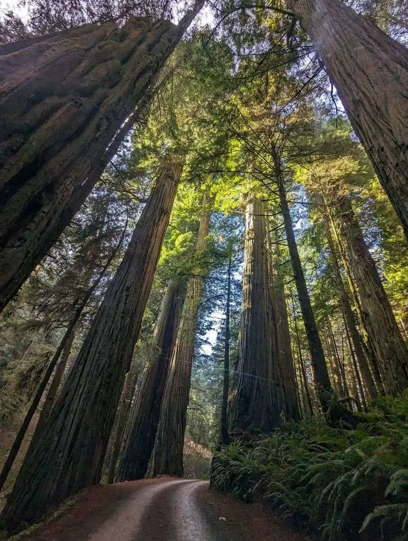 Redwood Groves in California’s Redwood National Park