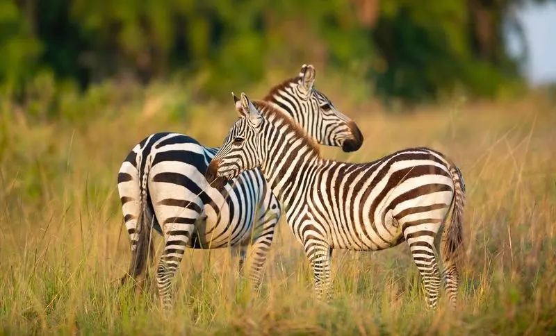 Serengeti National Park, Tanzania