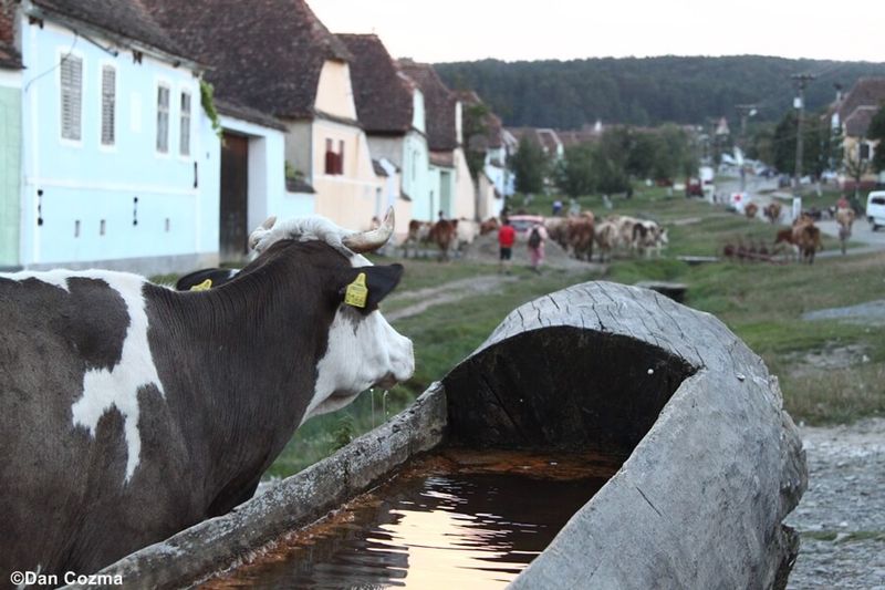 Viscri, Romania