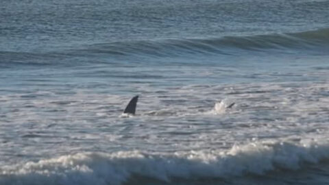 6 Florida beaches with the most shark encounters (and 6 safer spots to