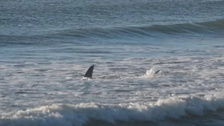 6 Florida beaches with the most shark encounters (and 6 safer spots to consider)