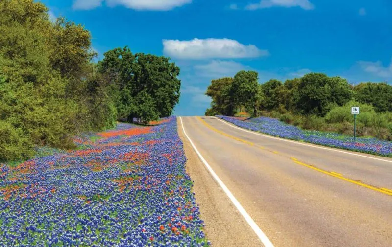 Roadside Wildflower “Viewpoint” with No Shade or Blooms