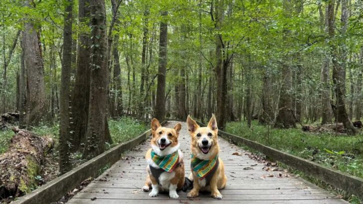 8 National Parks Where Pets Are Welcome On The Trails (And 5 Where They’re Not)