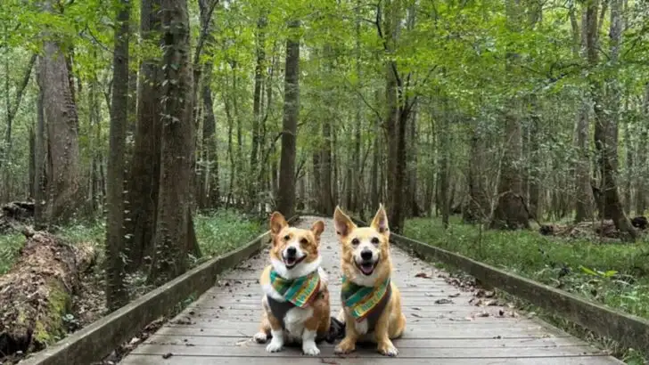 8 National Parks Where Pets Are Welcome On The Trails (And 5 Where They’re Not)