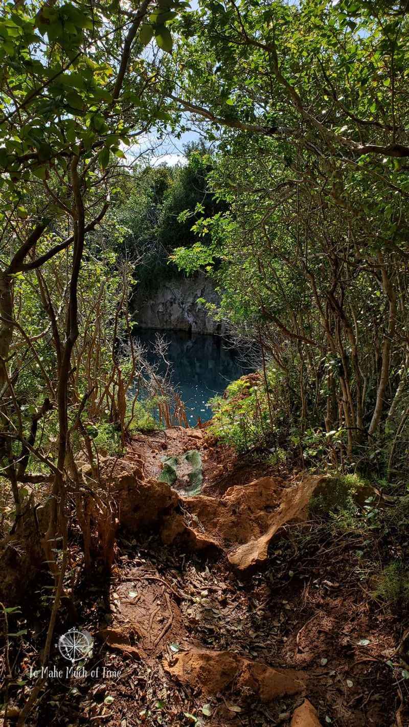 Hiking Through Palmetto Groves in Tom Moore’s Jungle