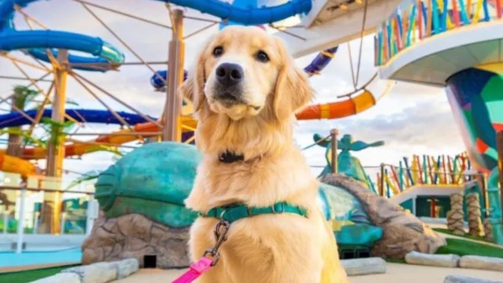 9 new themed cruises that are filling up faster than expected