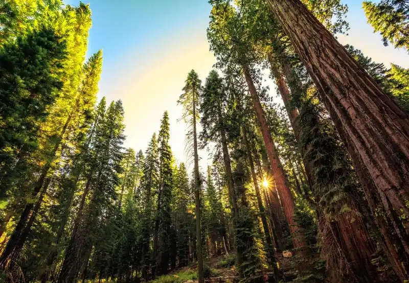 10. Alternative: Sequoia National Park