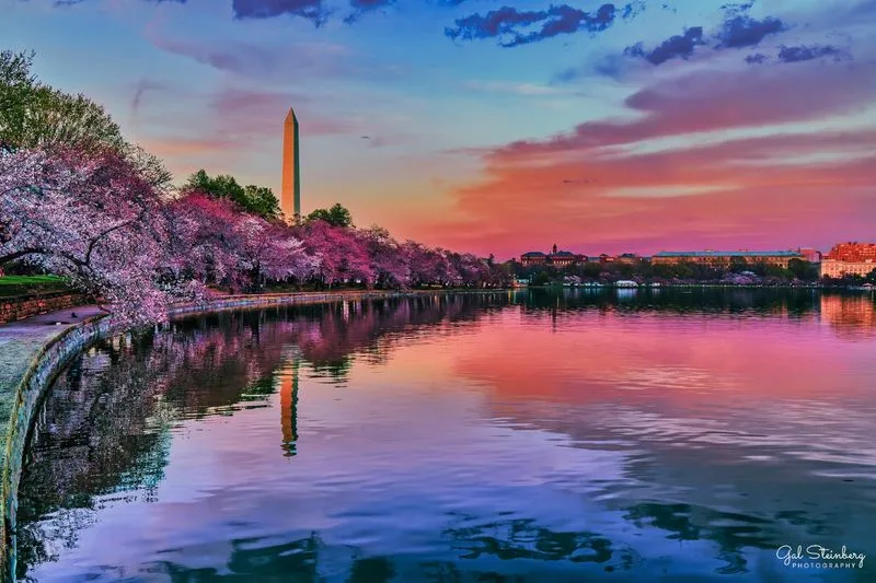 Cherry Blossoms at the Tidal Basin