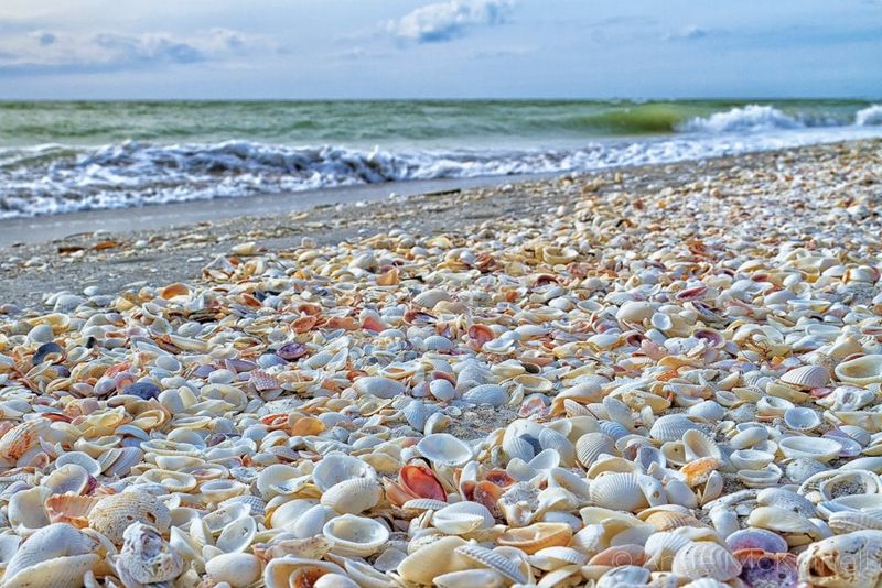 Seashells Galore: Nature’s Playground