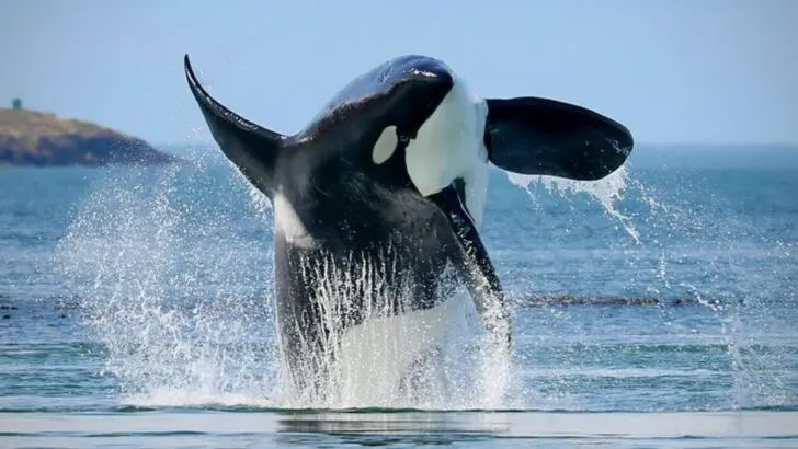 A Few Summer Days on Orcas Island That Felt Like a Real Break