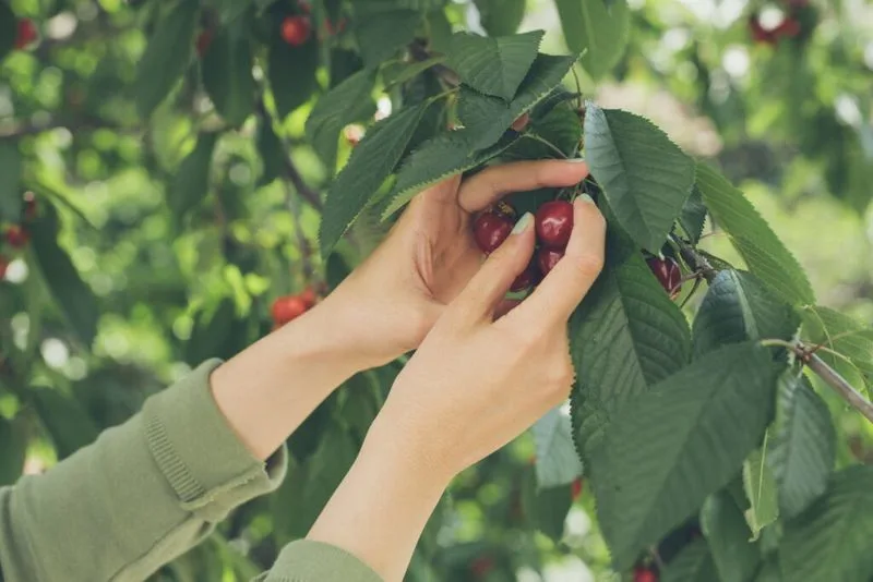 Cherry Picking in Fish Creek and Sturgeon Bay