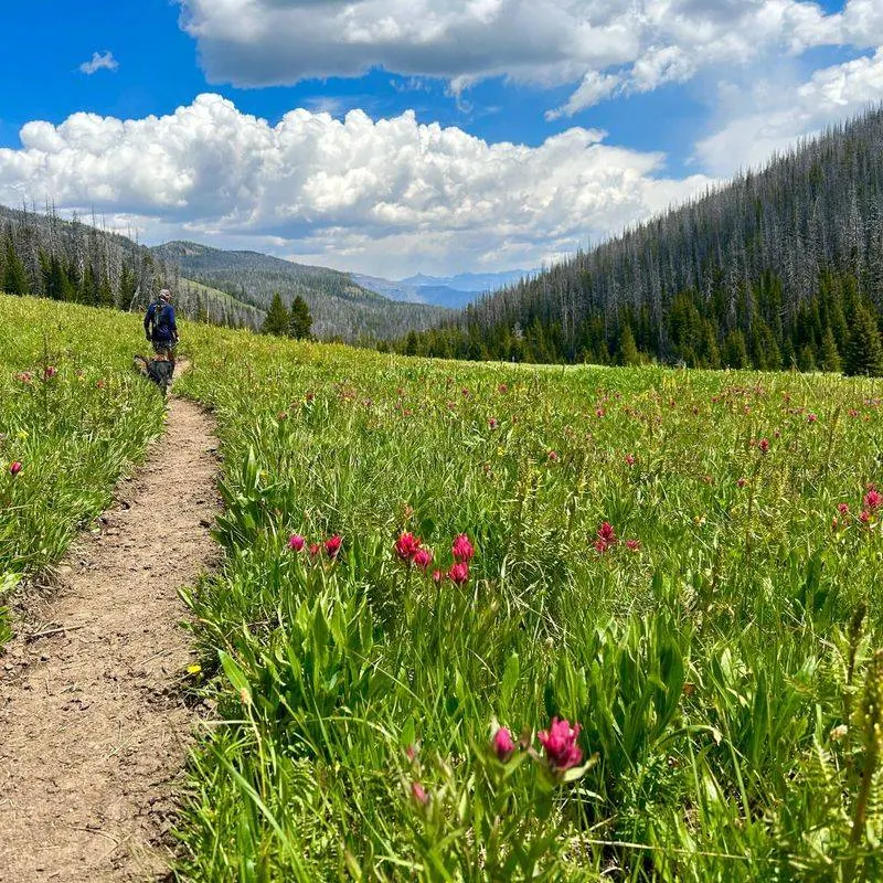 High Meadows Full of Native Wildflowers