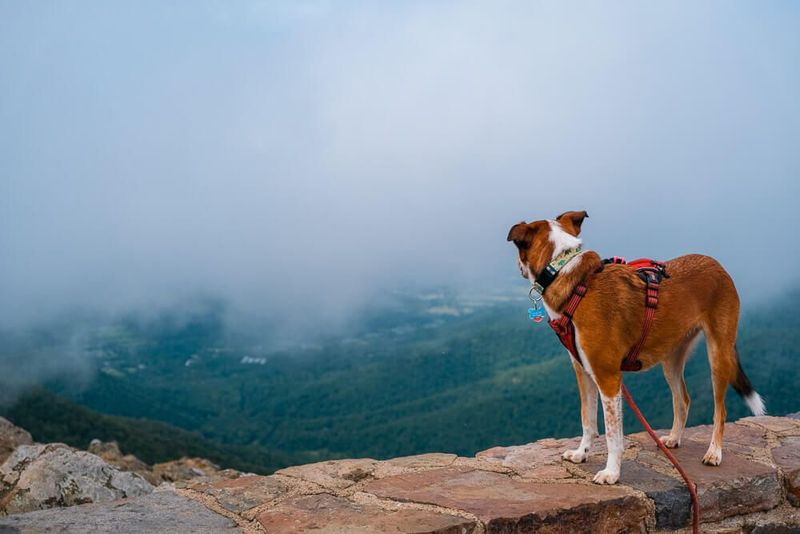 Shenandoah National Park (Virginia)