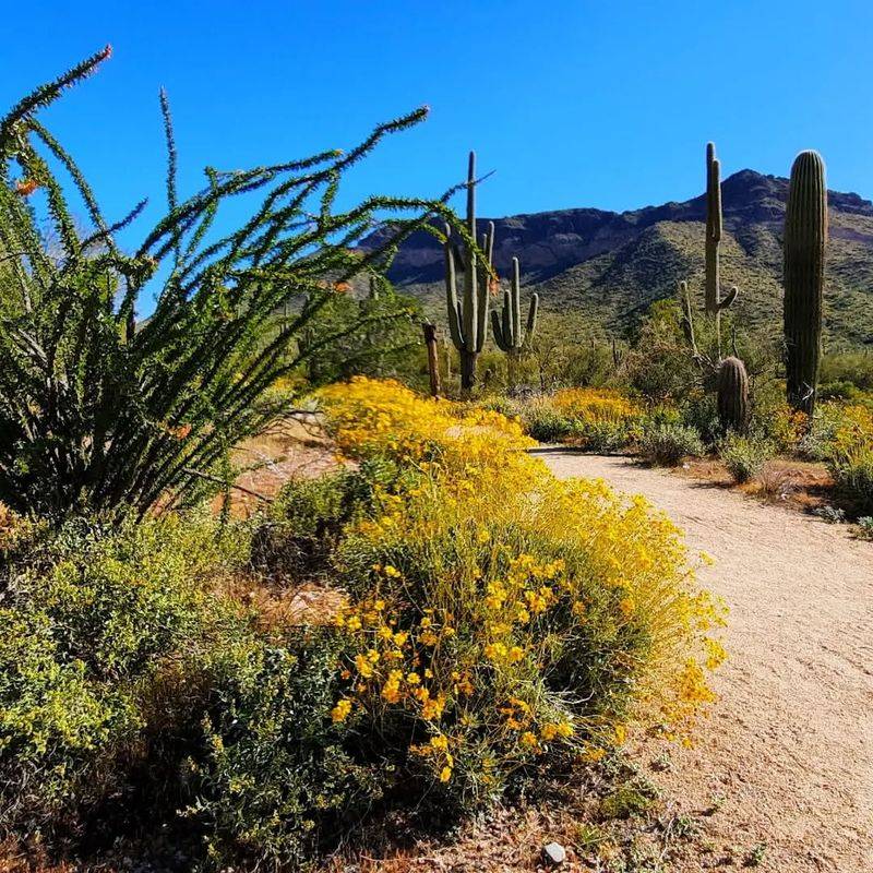 Creosote Bush: Aroma of the Desert Rain