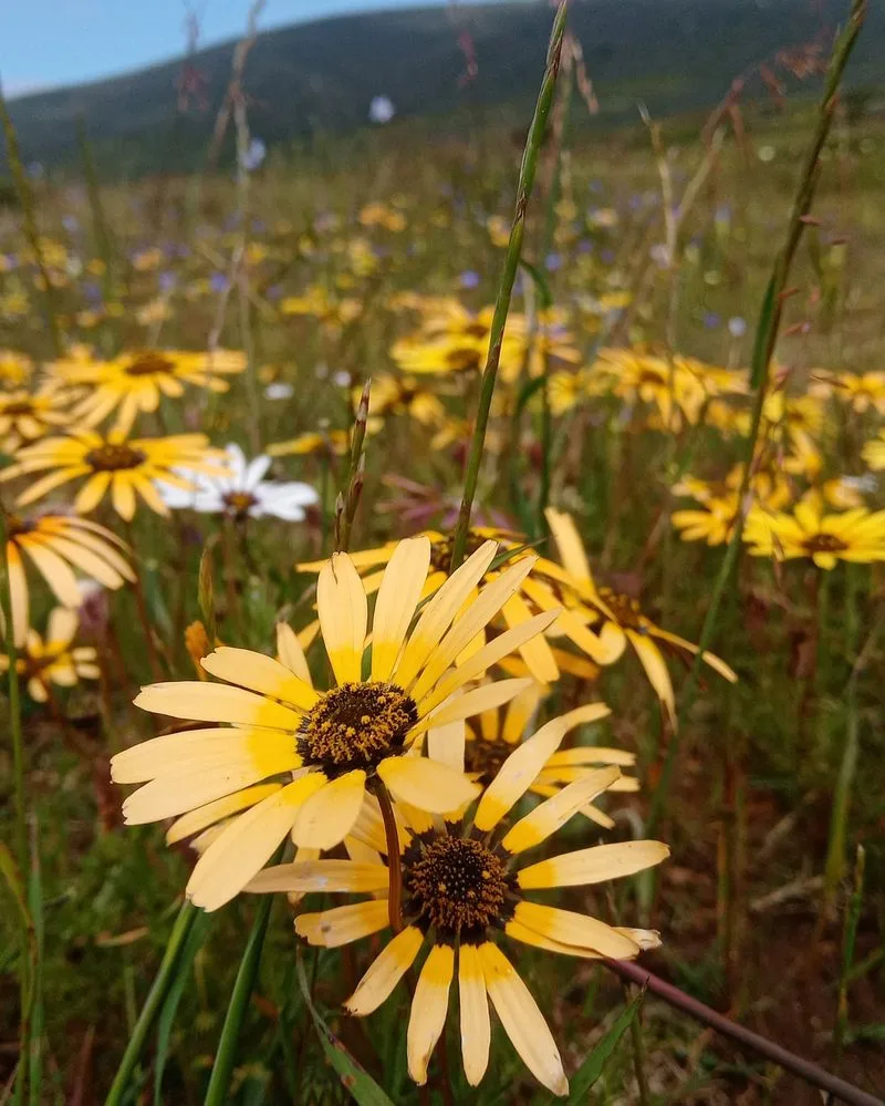 Yellow Paintbrush Dotted Among Tundra Plants