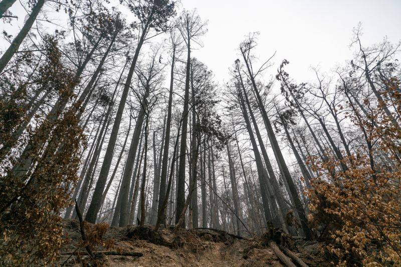 Old Growth and Burned Forests in Transition