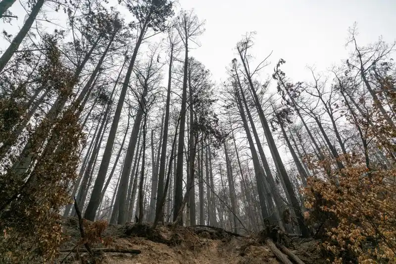 Old Growth and Burned Forests in Transition