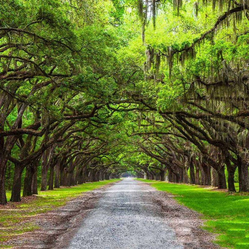 Spanish Moss and Live Oaks in Wormsloe Historic Site, Georgia