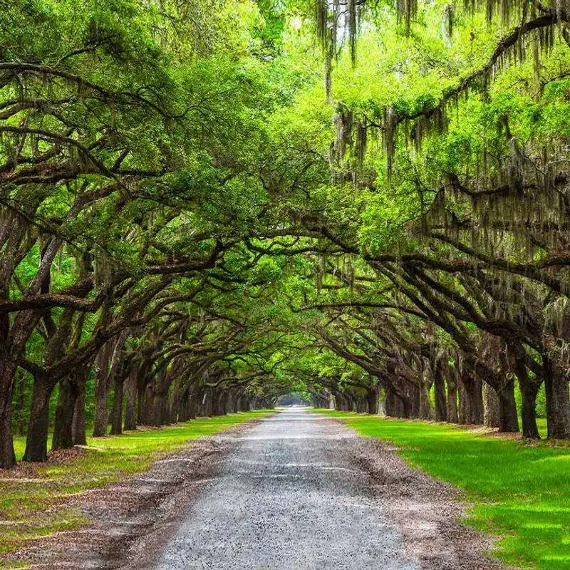Spanish Moss and Live Oaks in Wormsloe Historic Site, Georgia