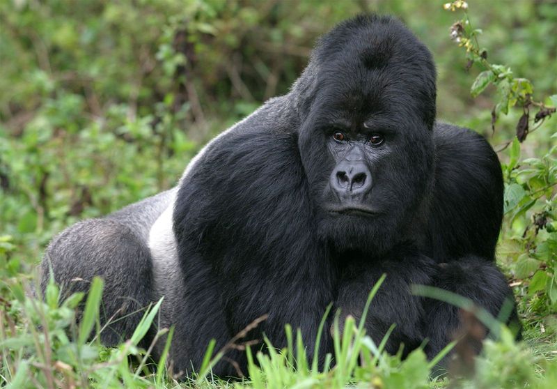 Virunga National Park, Democratic Republic of the Congo