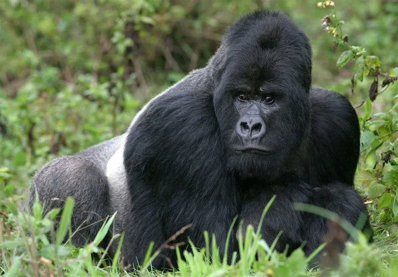 Virunga National Park, Democratic Republic of the Congo