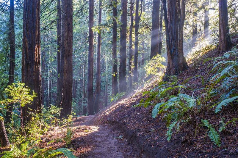 Redwood Regional Park – French Trail Loop