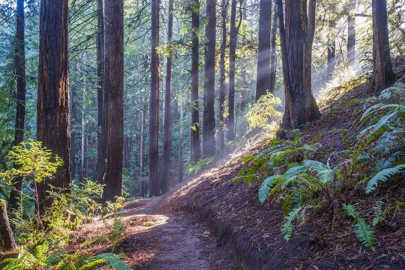 Redwood Regional Park – French Trail Loop