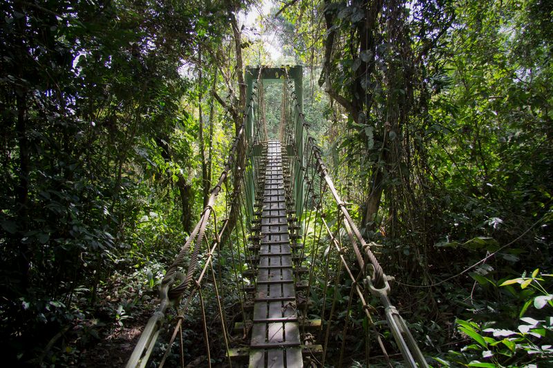 Jungle Trail, Gunung Mulu National Park, Malaysia