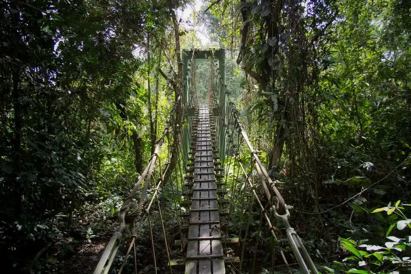 Jungle Trail, Gunung Mulu National Park, Malaysia