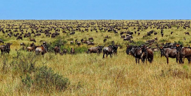 Serengeti National Park, Tanzania