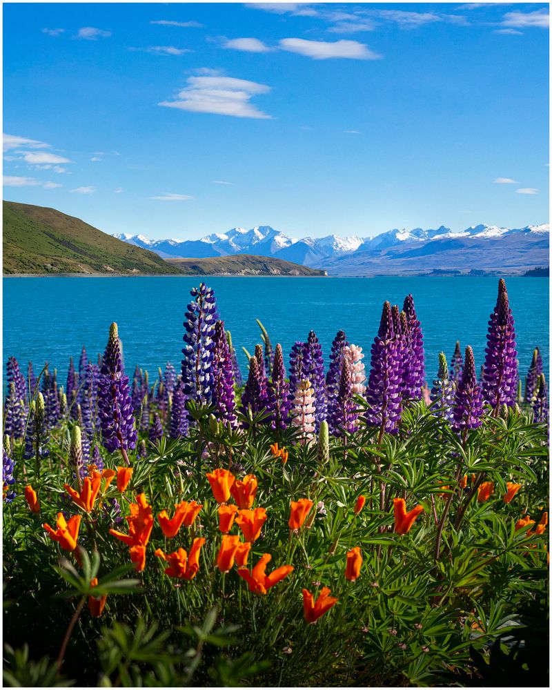 Wildflowers Adorning the Lakeshore