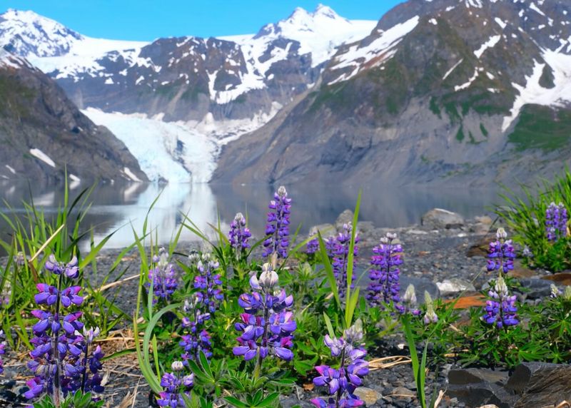 Lupine That Adds Purple to Summer Slopes