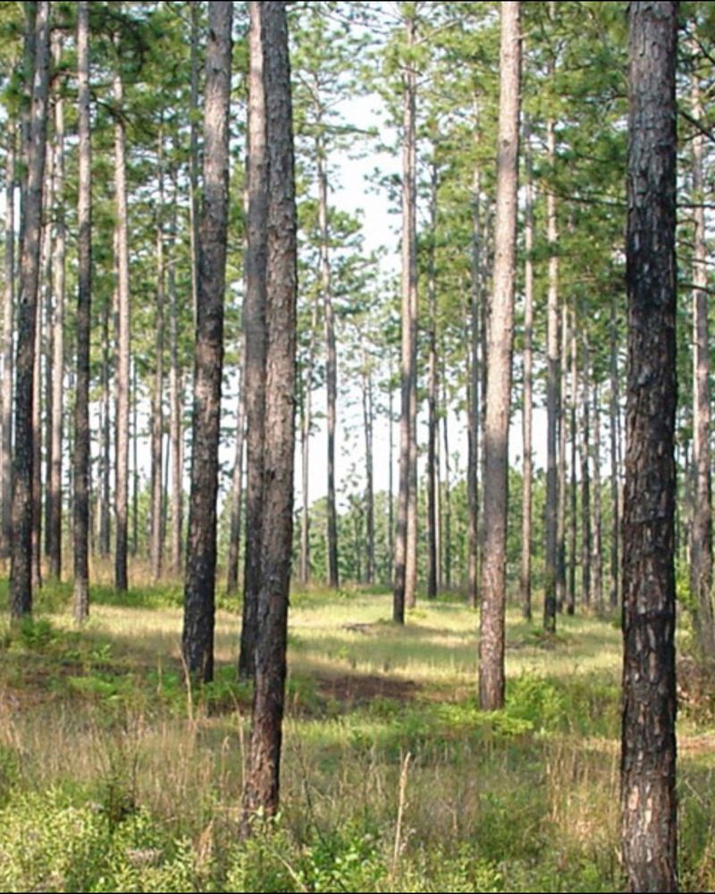 Longleaf Pine Forests in Georgia’s Coastal Plain