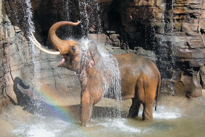 Los Angeles Zoo